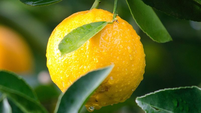 生物科技公司定制服务：揭秘高效研发的五大步骤**